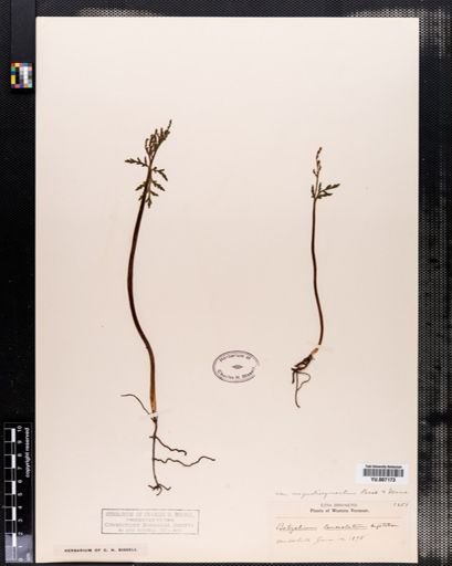 Botrychium lanceolatum