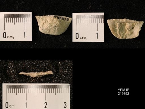 Chonetes granulifer