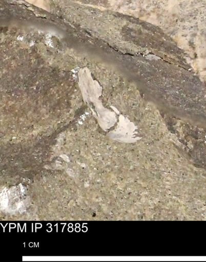 undet. Mollusca