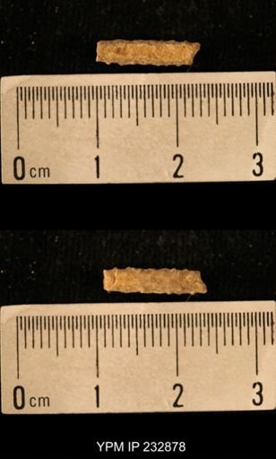 Archaeocidaris sp.