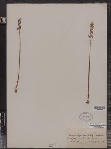 Corallorhiza odontorhiza
