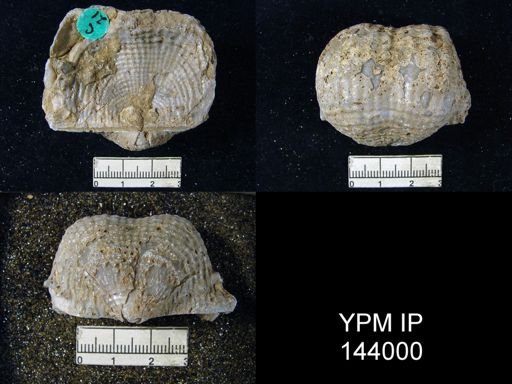 Dictyoclostus indicus