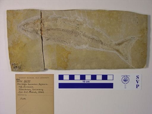 Thrissops formosus