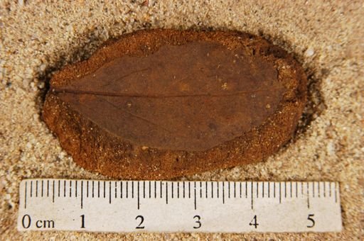 Angiospermopsida