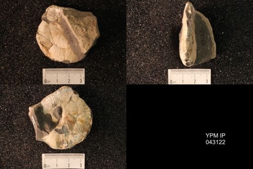 Hoploscaphites nicolletii