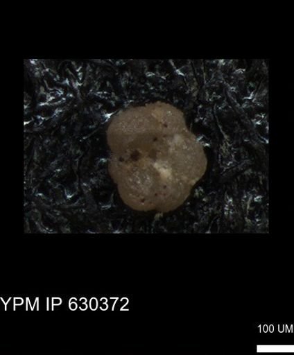 undet. Foraminiferida