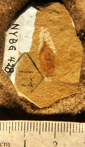 Eucommia montana
