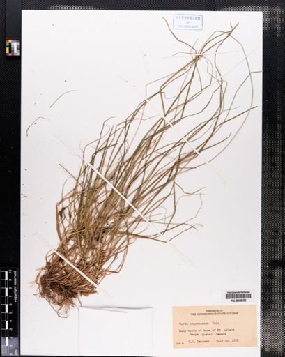 Carex brunnescens