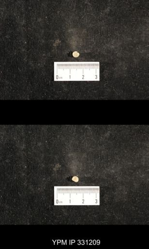 Euphemites sp.