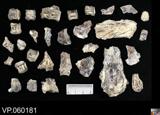 undet. Actinopterygii