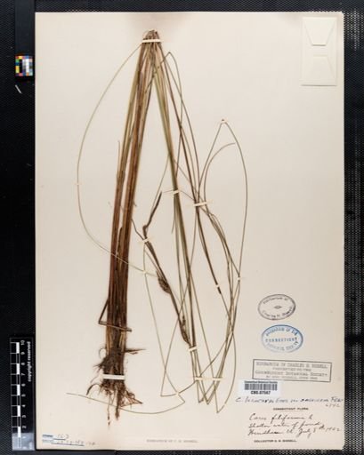 Carex filiformis