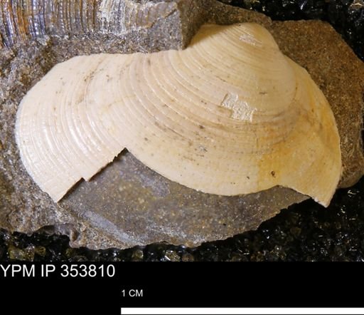 Limopsis striatopunctatus