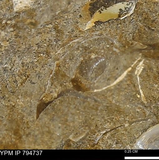 undet. Bivalvia