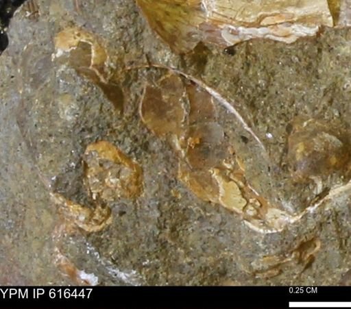 Protocardia subquadrata