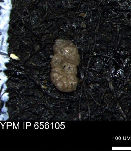 Ammobaculoides whitneyi
