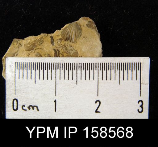 Camarotoechia minuta