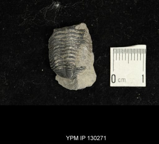 Eldredgeops rana