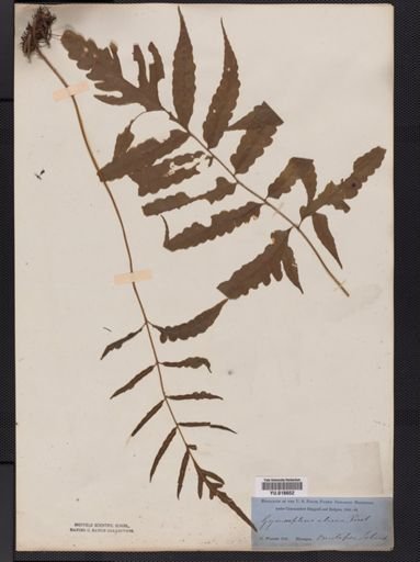 Leptochilus