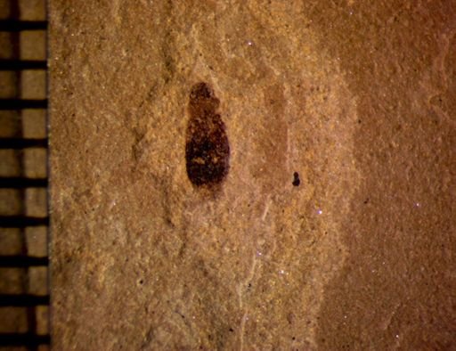 undet. Coleoptera