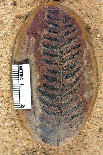 Pecopteris