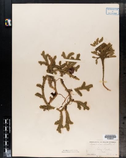 Lycopodium clavatum