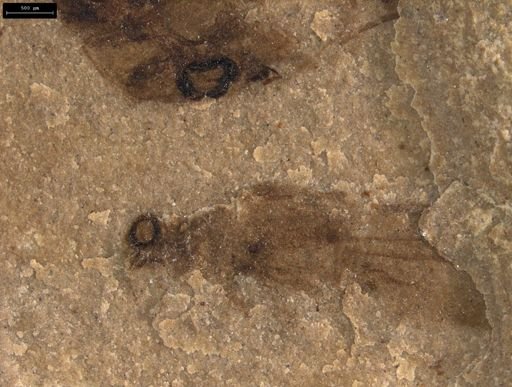 undet. Insecta