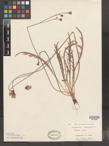 Leontodon autumnalis