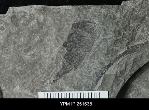 undet. Eurypterida