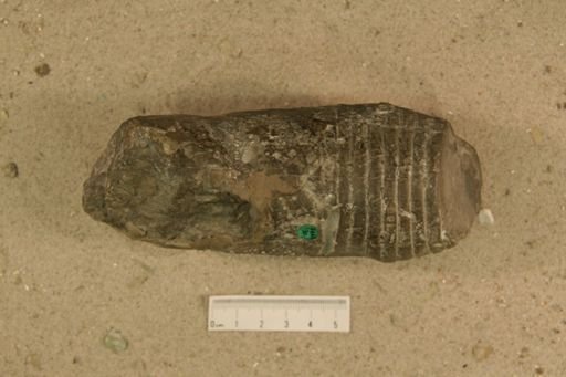 Beloitoceras obstructum