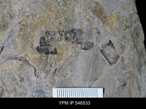 undet. Eurypterida