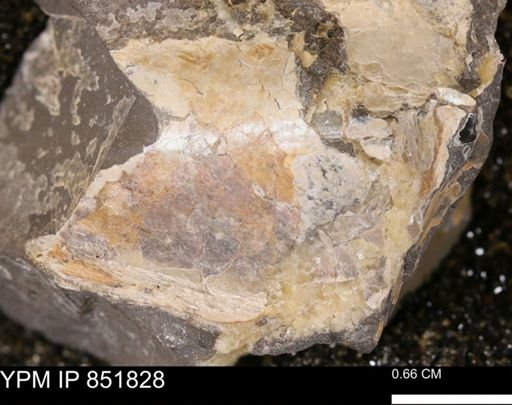 Mollusca