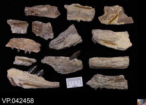 Protosphyraena sp.