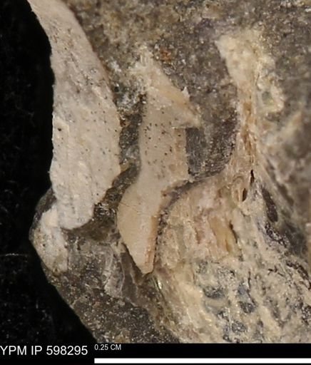 Limopsis striatopunctatus