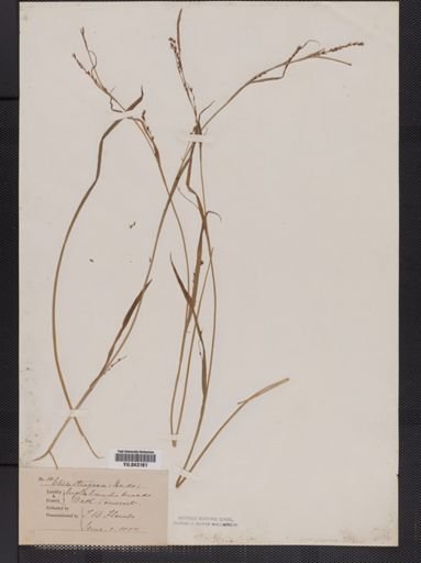 Carex