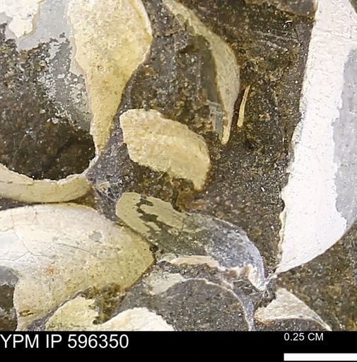 Limopsis striatopunctatus