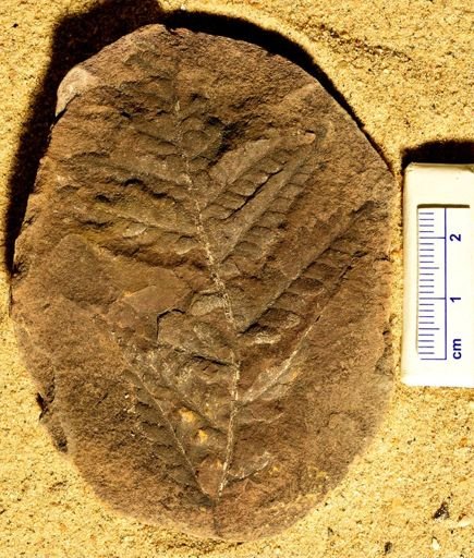 Pecopteris