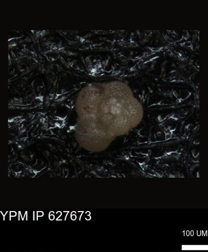 undet. Foraminiferida