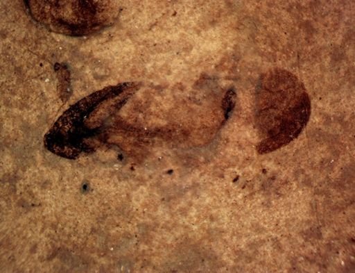 undet. Coleoptera