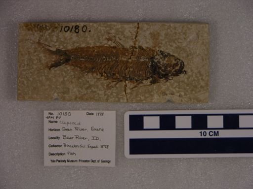 Clupeoidei