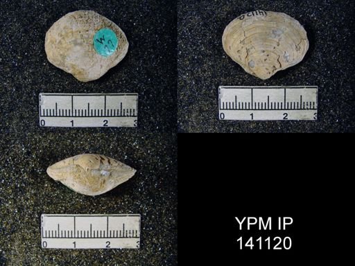 Athyris capillata
