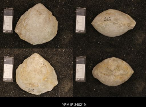Protocardia texana