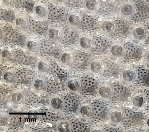 Serripetraliella