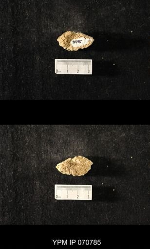 Favosites sp.