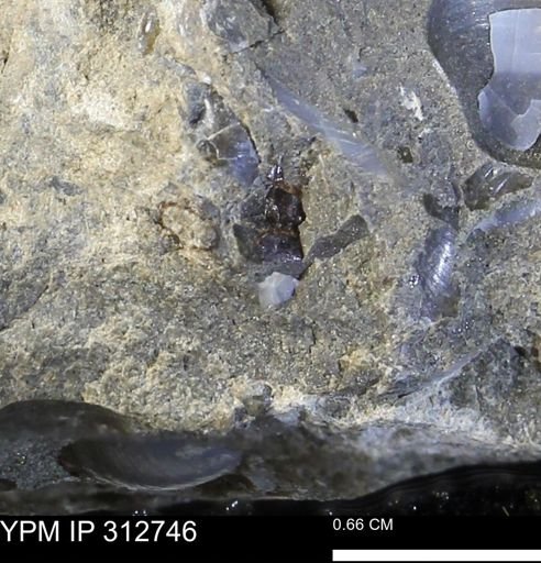 undet. Bivalvia