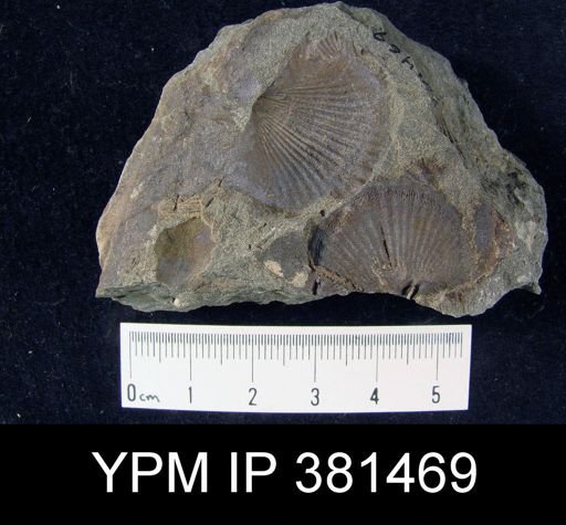 Tropidoleptus sp.