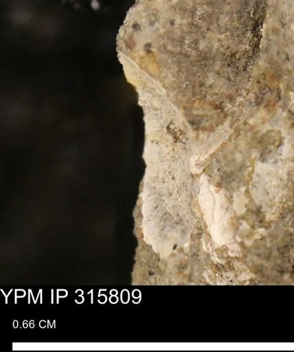 undet. Mollusca