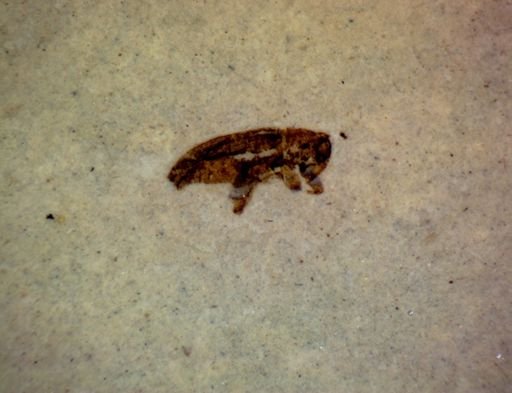 undet. Coleoptera