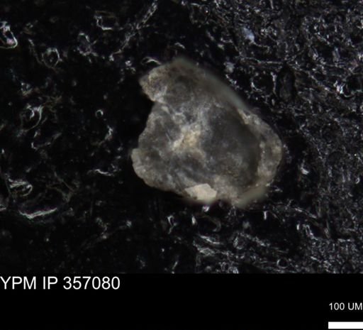 undet. Foraminiferida