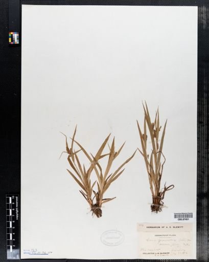 Carex granularis