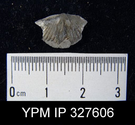 Mucrospirifer mucronatus